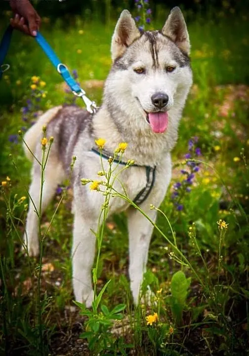Panna husky, dolnośląskie Głuszyca