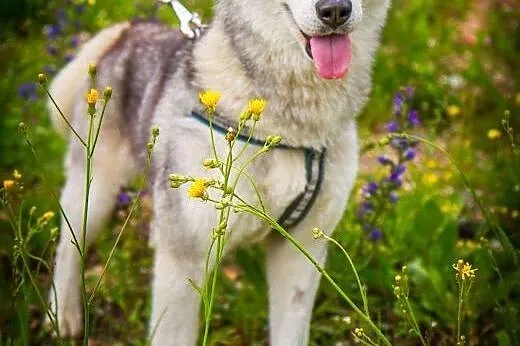 Panna husky,  dolnośląskie Głuszyca