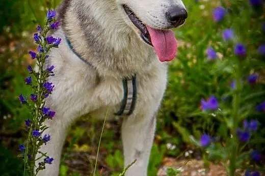 Panna husky,  dolnośląskie Głuszyca