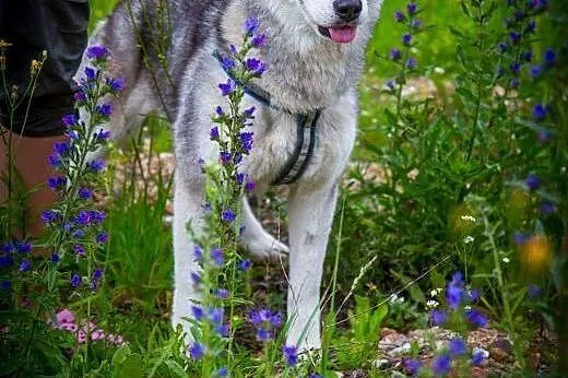 Panna husky,  dolnośląskie Głuszyca