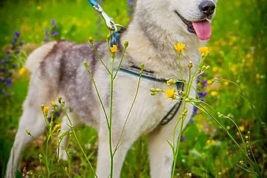 Panna husky,  dolnośląskie Głuszyca