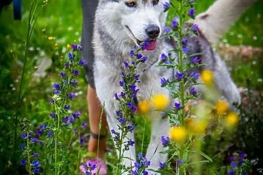 Panna husky,  dolnośląskie Głuszyca