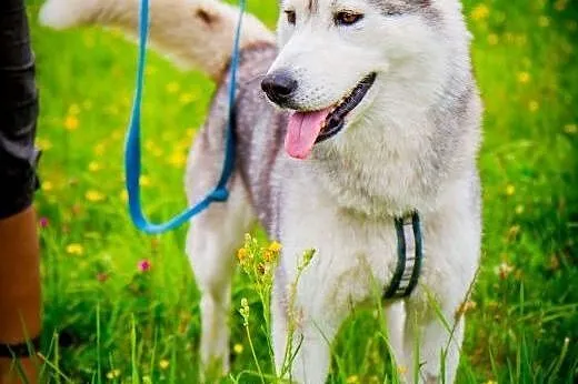 Panna husky,  dolnośląskie Głuszyca