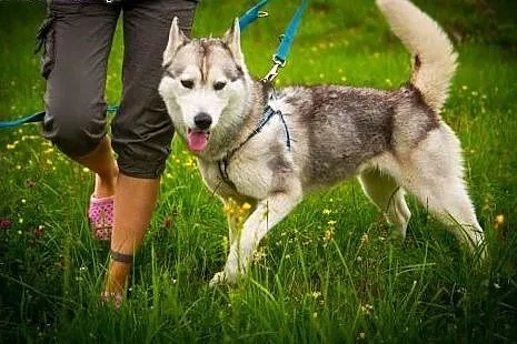 Panna husky,  dolnośląskie Głuszyca