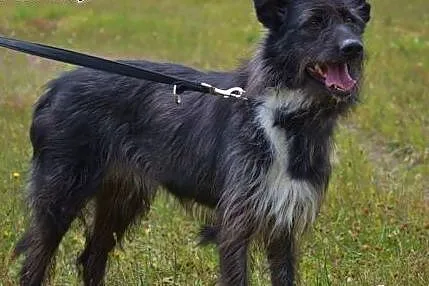 Adopcja psa.,  śląskie Katowice