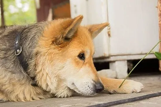 LUSIA - 8 letnia psia dama szuka domu, adopcja