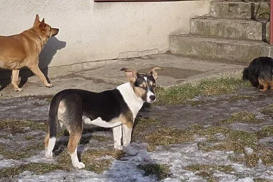 Kapsel SZCZENIAK, akceptujący psy i koty, grzeczny