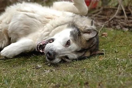 Szagi - wspaniały pies w typie husky czeka na dom,