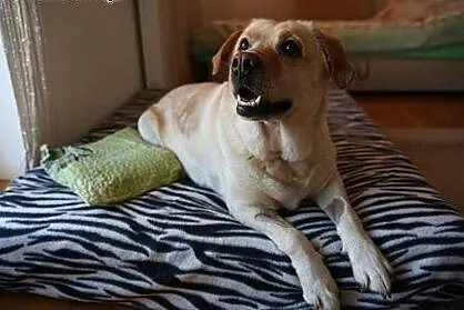 Laura - labradorka szuka domu :),  mazowieckie Warszawa