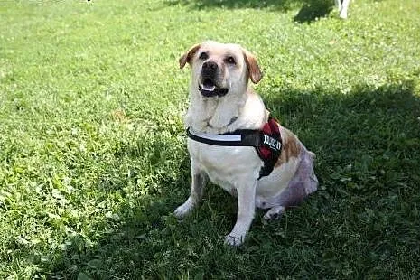 Laura - labradorka szuka domu :),  mazowieckie War