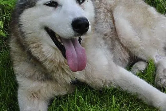 Lili - piękna, pozbawiona agresji i wychowana sucz