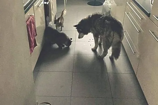 Lili - piękna, pozbawiona agresji i wychowana sucz