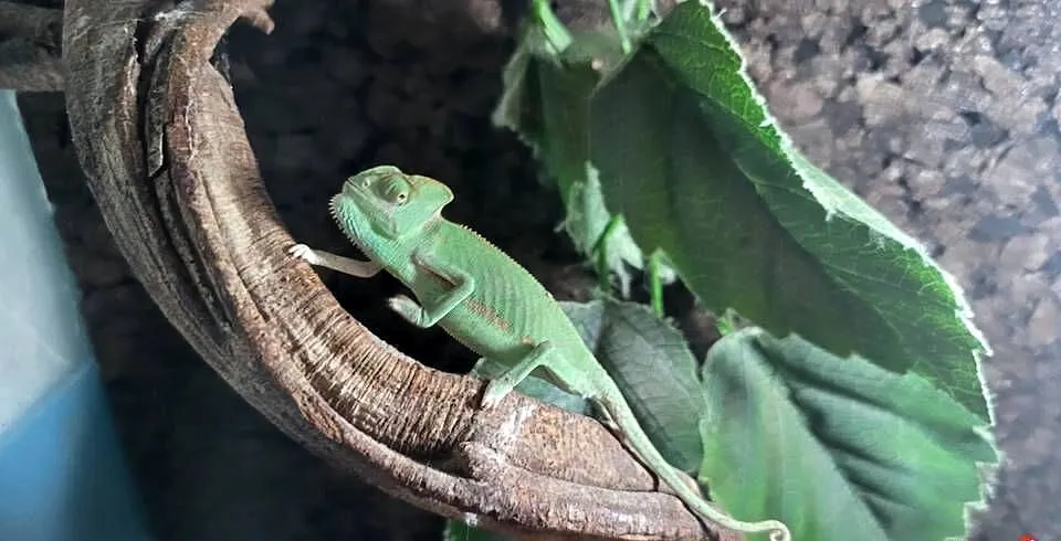 Kameleon Jemeński - Sklep Zoologiczny, Śląskie, Katowice