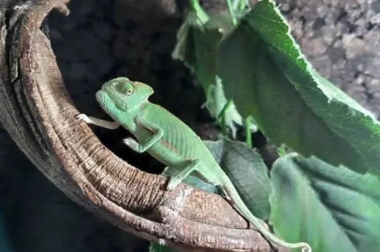 Kameleon Jemeński - Sklep Zoologiczny, Śląskie, Katowice