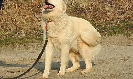 Milky to cudowny psiak do adopcji, mazowieckie Wa