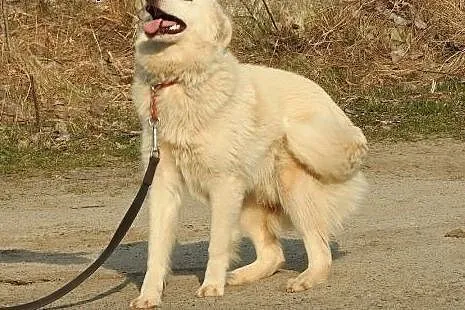 Milky to cudowny psiak do adopcji,  mazowieckie Wa