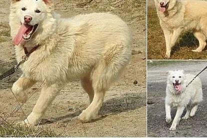 Milky to cudowny psiak do adopcji,  mazowieckie Wa