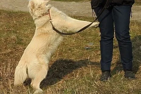 Milky to cudowny psiak do adopcji,  mazowieckie Wa