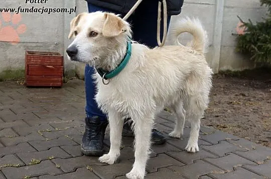 Potter - grzeczny szorściaczek, Mazowieckie, Nowy Dwór Mazowiecki