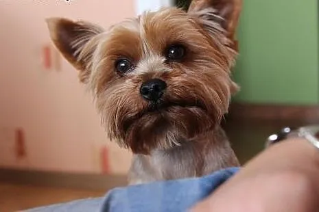 Yorkshire terrier pokryje suczkę,  śląskie Katowice