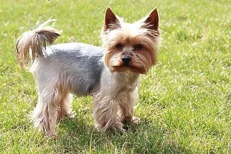 Yorkshire terrier pokryje suczkę,  śląskie Katowic