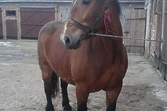 Klacz sztumska
