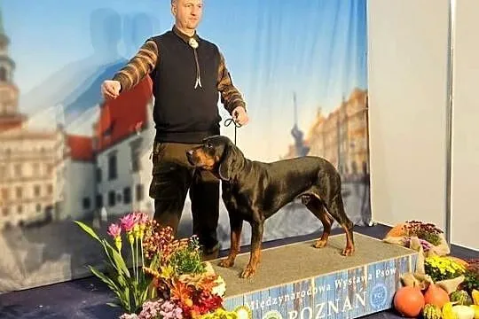 Gończy Polski Reproduktor, Wielkopolskie, Gostyń