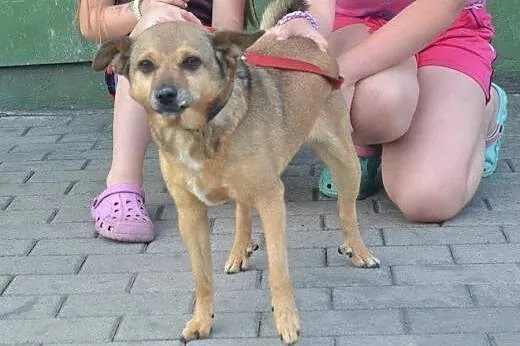 LOLA sunia szuka kochających ludzi!!! PILNE,  doln