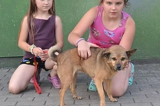 LOLA sunia szuka kochających ludzi!!! PILNE,  doln