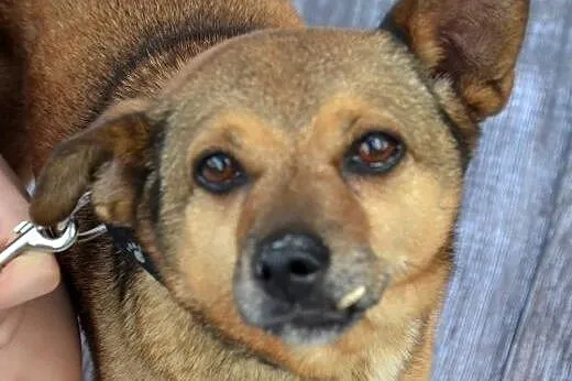 LOLA sunia szuka kochających ludzi!!! PILNE,  doln