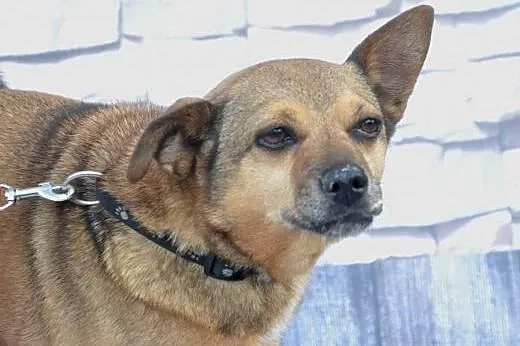 LOLA sunia szuka kochających ludzi!!! PILNE,  doln