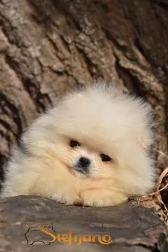 Pomeranian BOO Piękne zarejestrowane szczenięta na sprzedaż, , Warszawa