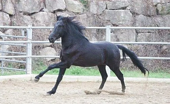 AQHA Stanówka Ogier z licencją, , Drezdenko