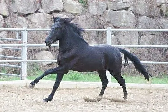 AQHA Stanówka Ogier z licencją, , Drezdenko