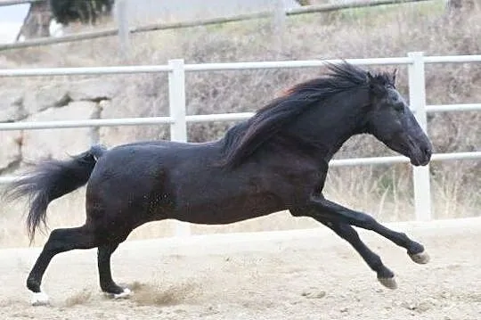 AQHA Stanówka Ogier z licencją, , Drezdenko