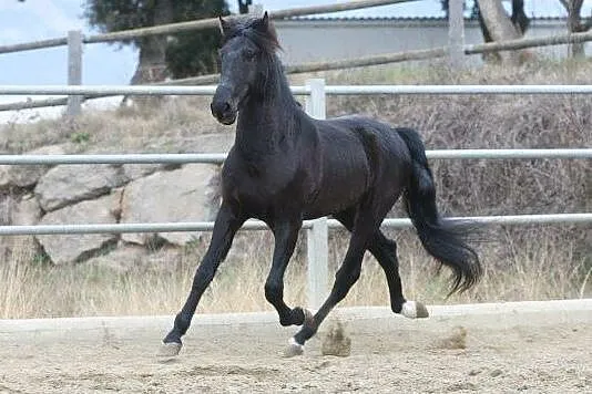 AQHA Stanówka Ogier z licencją, , Drezdenko
