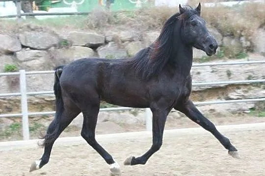 AQHA Stanówka Ogier z licencją, , Drezdenko