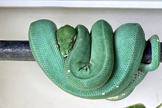Pyton zielony, Morelia Viridis, Cyklop