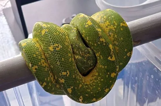 Pyton zielony, Morelia Viridis, Cyklop, Łódzkie, Nieborów