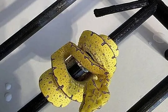 Pyton zielony, Morelia Viridis, Cyklop, Łódzkie, Nieborów