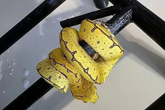 Pyton zielony, Morelia Viridis, Cyklop, Łódzkie, Nieborów