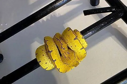 Pyton zielony, Morelia Viridis, Cyklop, Łódzkie, Nieborów