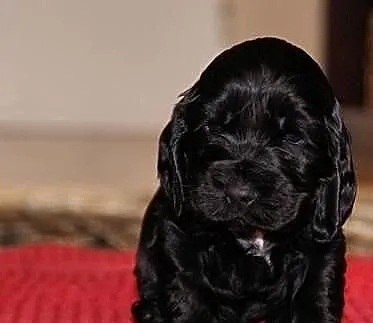 Spanielka