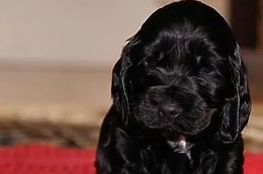 Spanielka