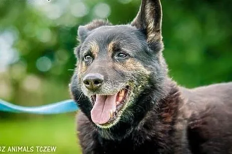 OTOZ Animals - Drops - energiczny mix owczarka do 