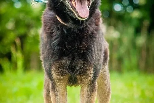 OTOZ Animals - Drops - energiczny mix owczarka do 