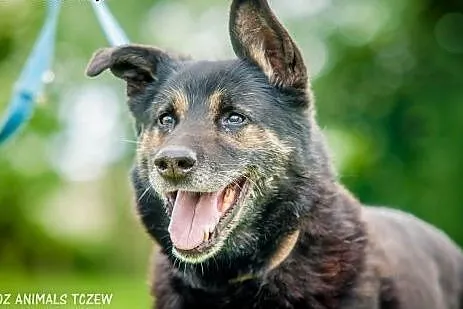 OTOZ Animals - Drops - energiczny mix owczarka do 