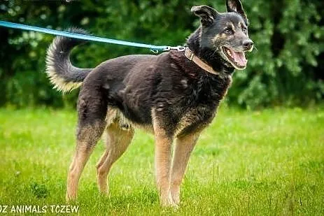 OTOZ Animals - Drops - energiczny mix owczarka do 