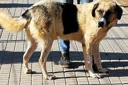 PLUTON duży, poczciwy, zrównoważóny pies szuka pra