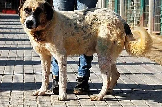 PLUTON duży, poczciwy, zrównoważóny pies szuka pra